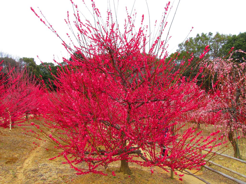 三重 赤 白 ピンクのしだれ梅が満開 菅原神社 の御朱印 御朱印ランナーの聖地巡礼